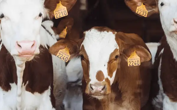 Es gibt keine eierlegende Wollmilchsau