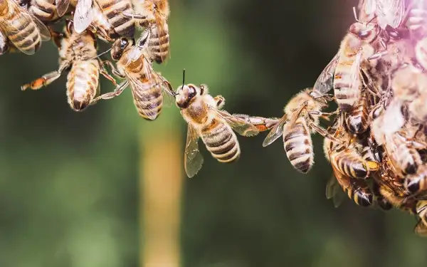 Generierung von Client APIs mit Swagger Teil 1